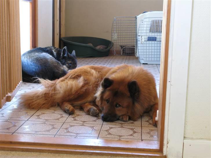 Eurasier Anna billede 8