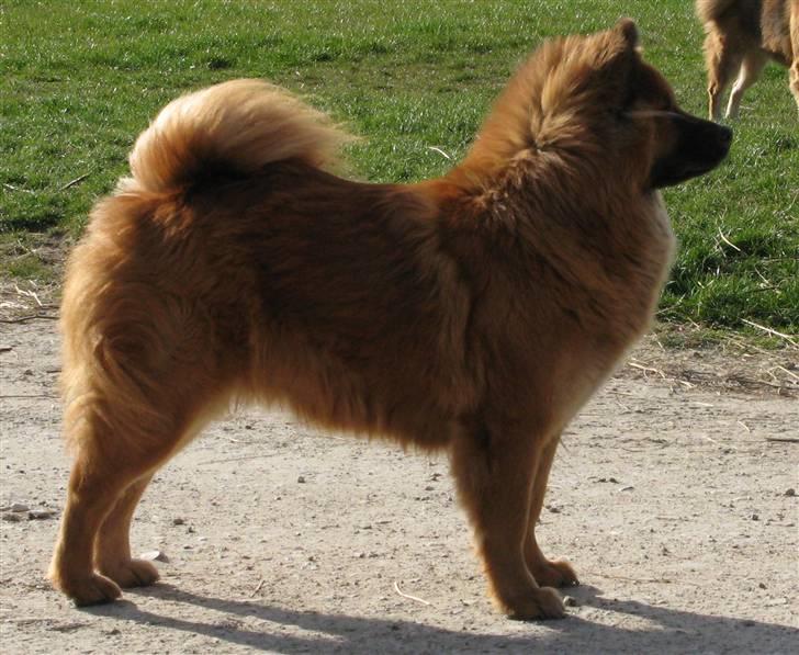 Eurasier Anna billede 1