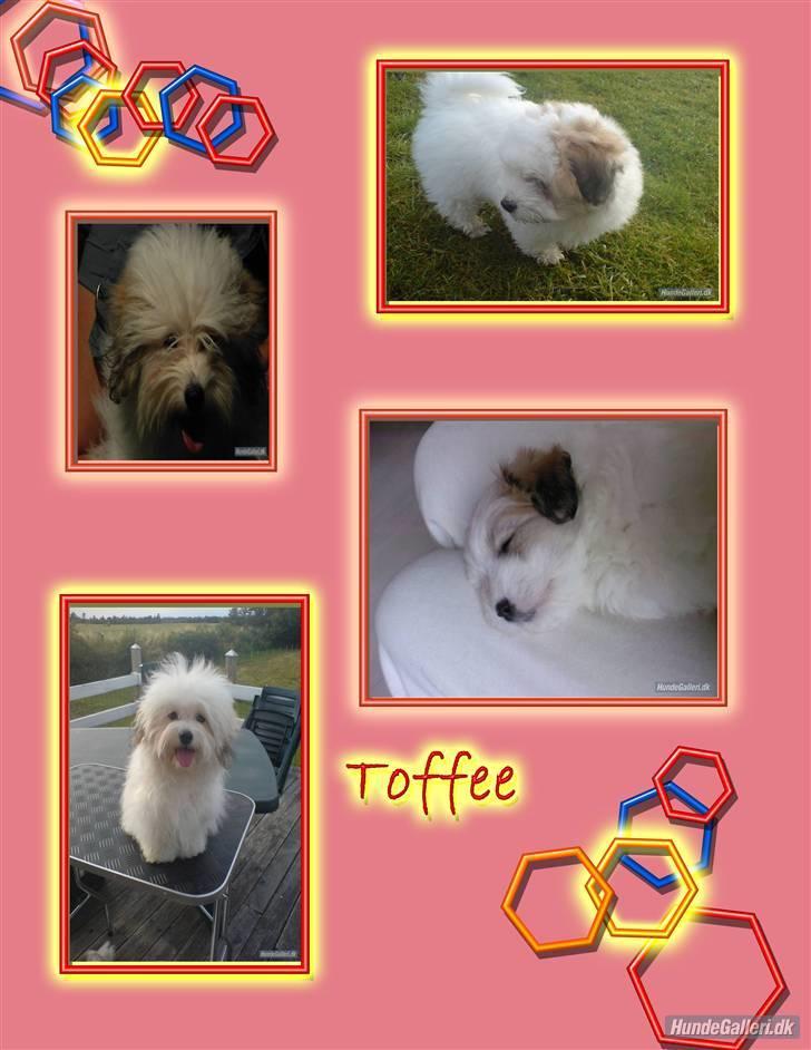 Coton de tulear Jegums Princess Cuti Pie billede 17