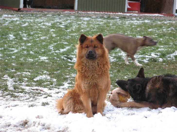 Eurasier Anna billede 9