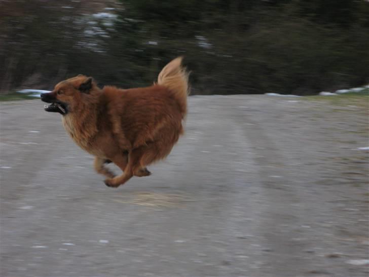 Eurasier Anna billede 10