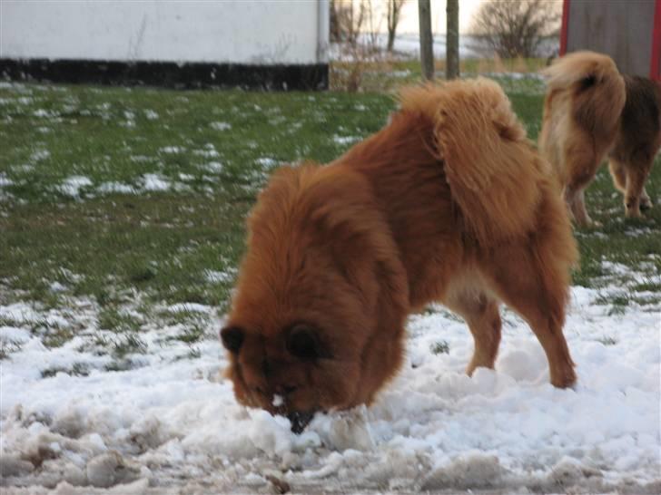 Eurasier Anna billede 11