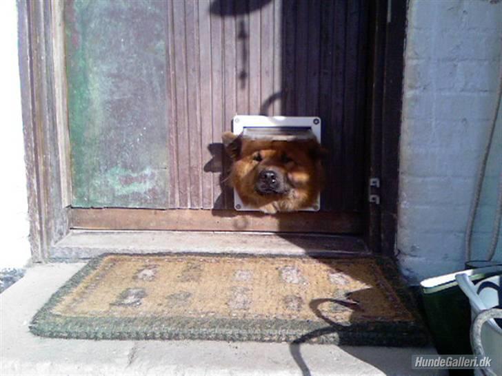 Eurasier Anna billede 12