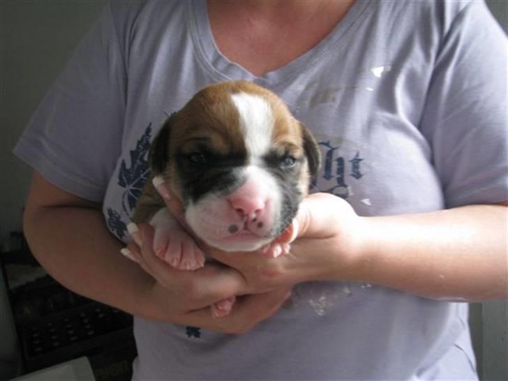 Amerikansk bulldog Morgan billede 1