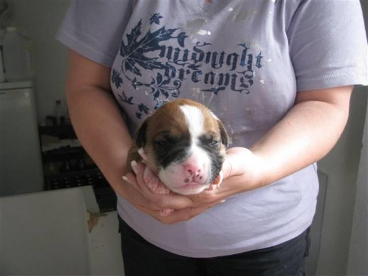 Amerikansk bulldog Morgan billede 2