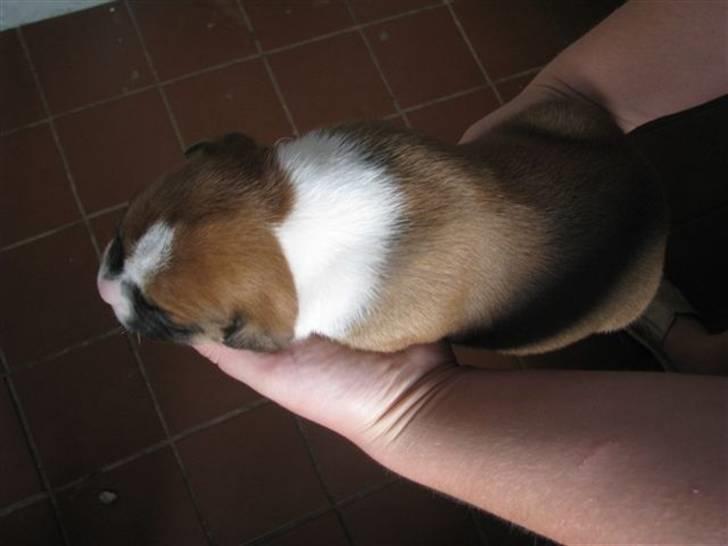 Amerikansk bulldog Morgan billede 3