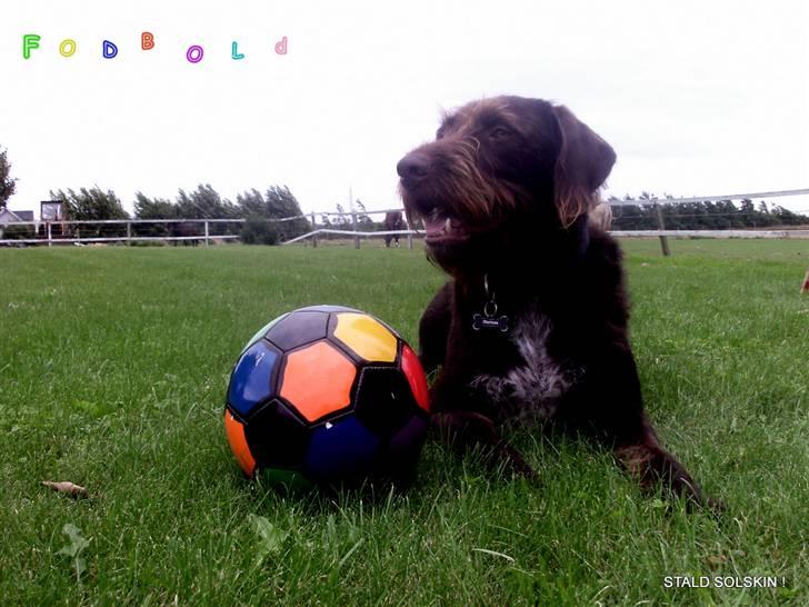 Blanding af racer | HERMAN. - Redigeret :D  billede 9