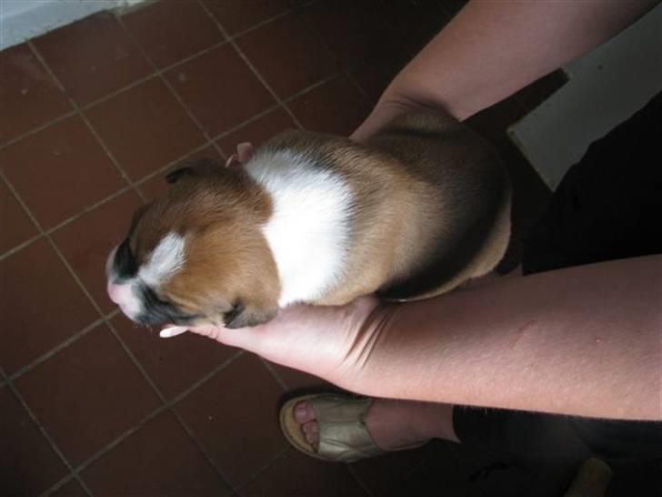 Amerikansk bulldog Morgan billede 4