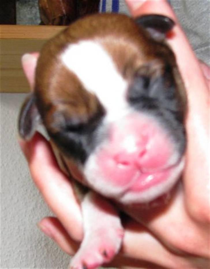 Amerikansk bulldog Morgan billede 5