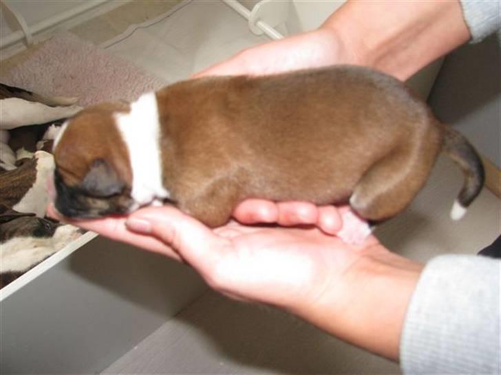 Amerikansk bulldog Morgan billede 6