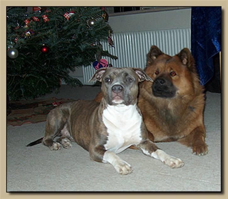 Eurasier Anna billede 14