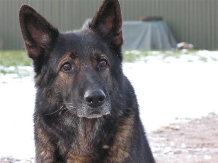 Schæferhund Vito R.I.P vild i fred. billede 2