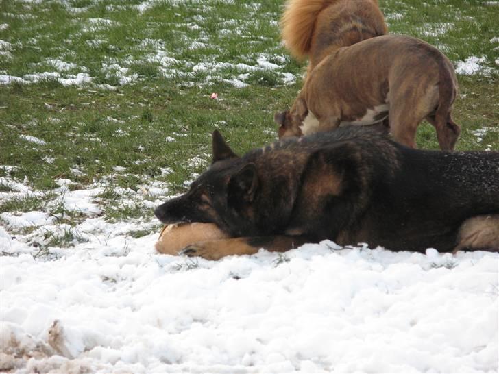 Schæferhund Vito R.I.P vild i fred. billede 3