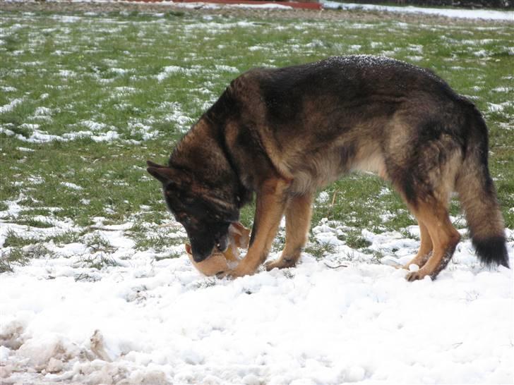 Schæferhund Vito R.I.P vild i fred. billede 4