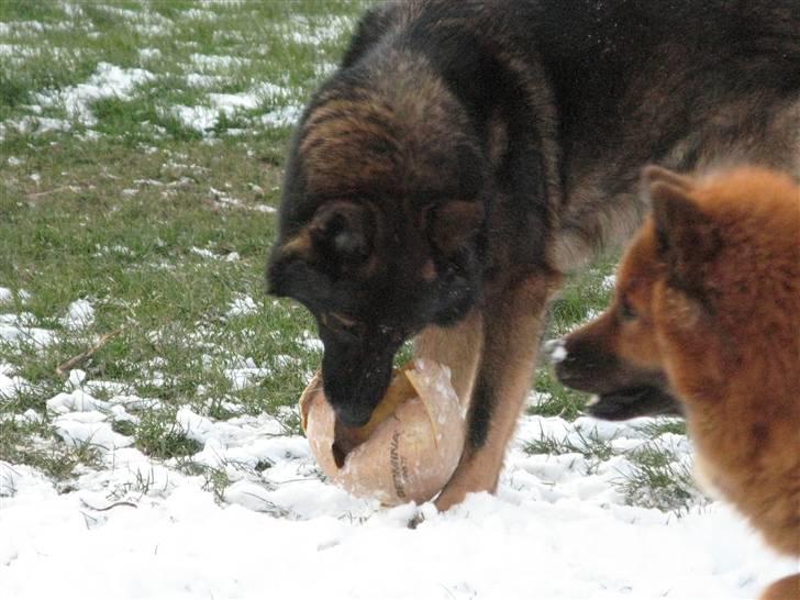 Schæferhund Vito R.I.P vild i fred. billede 5