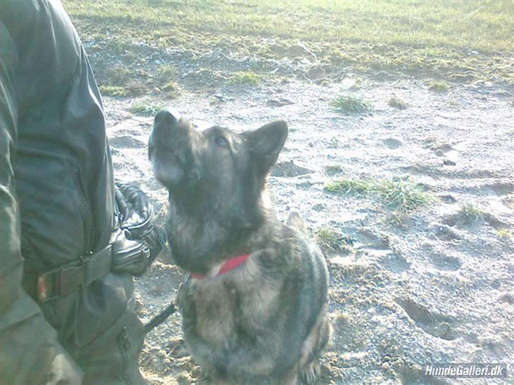 Schæferhund Vito R.I.P vild i fred. billede 6