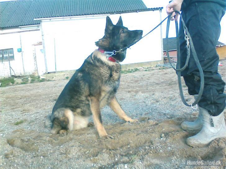 Schæferhund Vito R.I.P vild i fred. billede 7