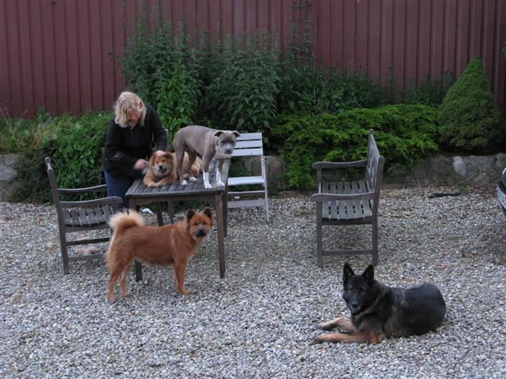 Schæferhund Vito R.I.P vild i fred. billede 10