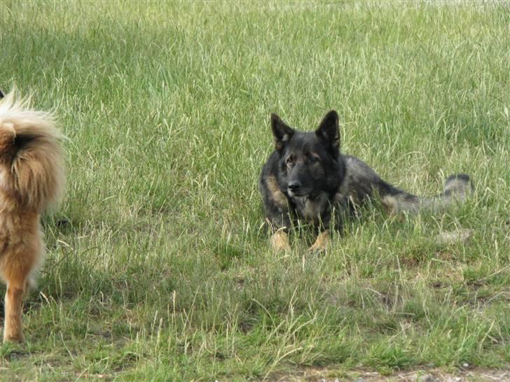 Schæferhund Vito R.I.P vild i fred. billede 11