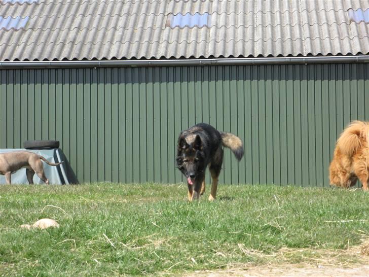 Schæferhund Vito R.I.P vild i fred. billede 12