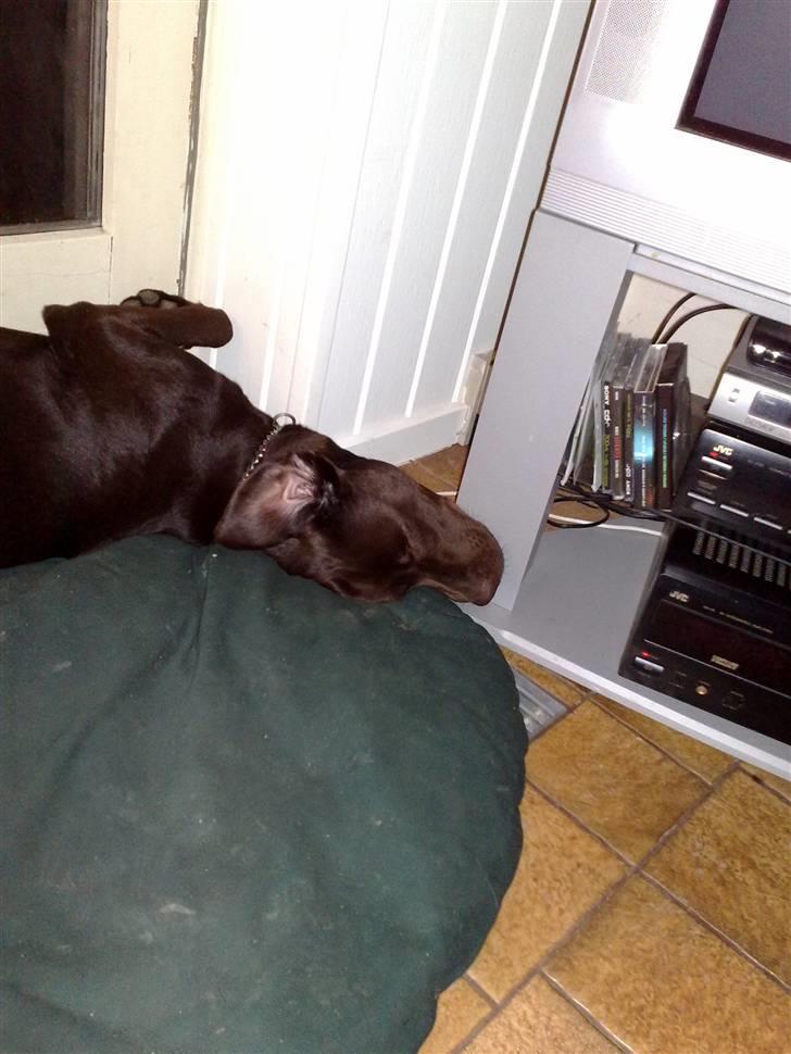 Labrador retriever Lui billede 17