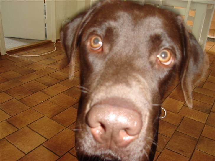 Labrador retriever Lui billede 18