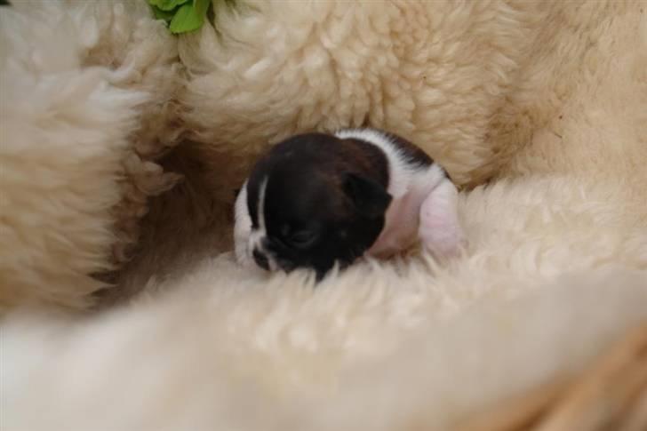 Fransk bulldog Albert billede 3