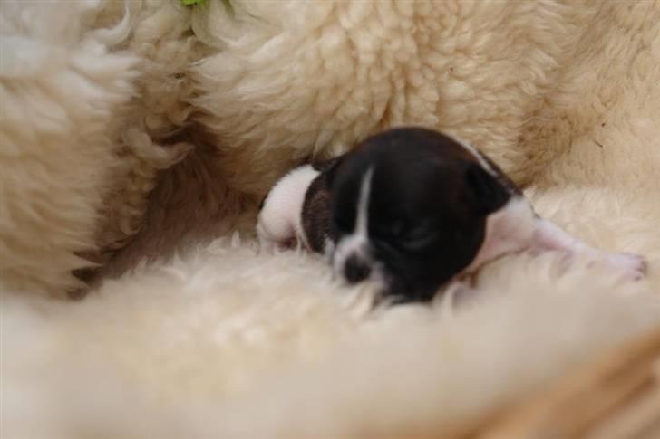 Fransk bulldog Albert billede 4