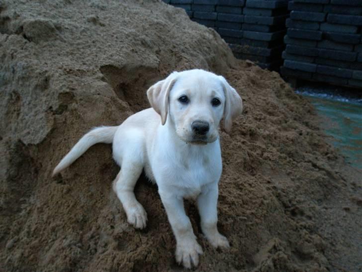 Labrador retriever Luna - Det er så dejligt at lege i den store bunke sand.... billede 5
