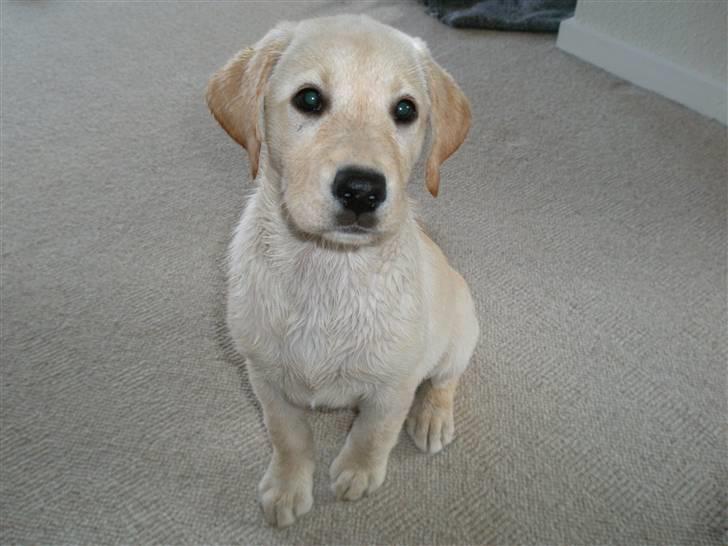 Labrador retriever Luna billede 6