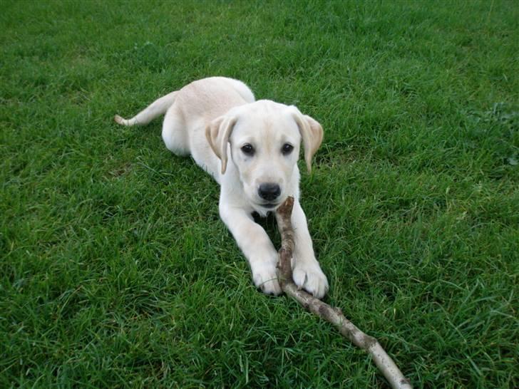 Labrador retriever Luna billede 7