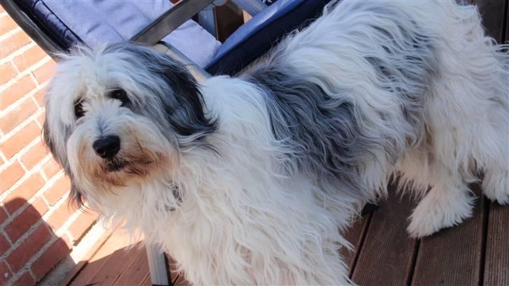 Polski owczarek nizinny Pjuske - mig billede 13