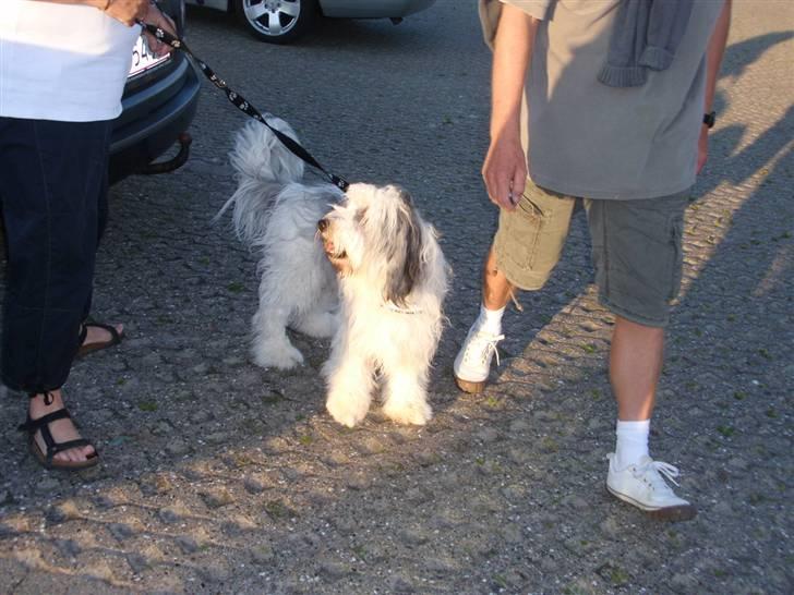 Polski owczarek nizinny Pjuske - ude at gå xD billede 12