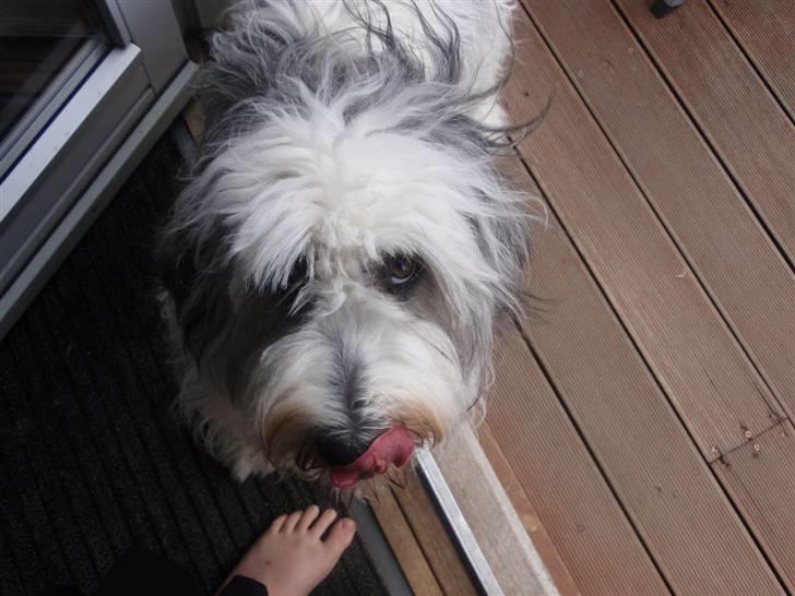 Polski owczarek nizinny Pjuske billede 11