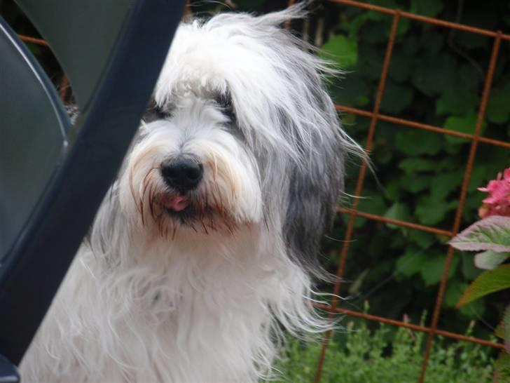 Polski owczarek nizinny Pjuske billede 10