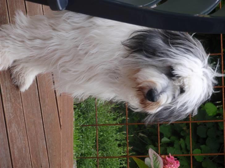 Polski owczarek nizinny Pjuske billede 9