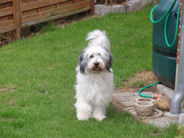 Polski owczarek nizinny Pjuske billede 8