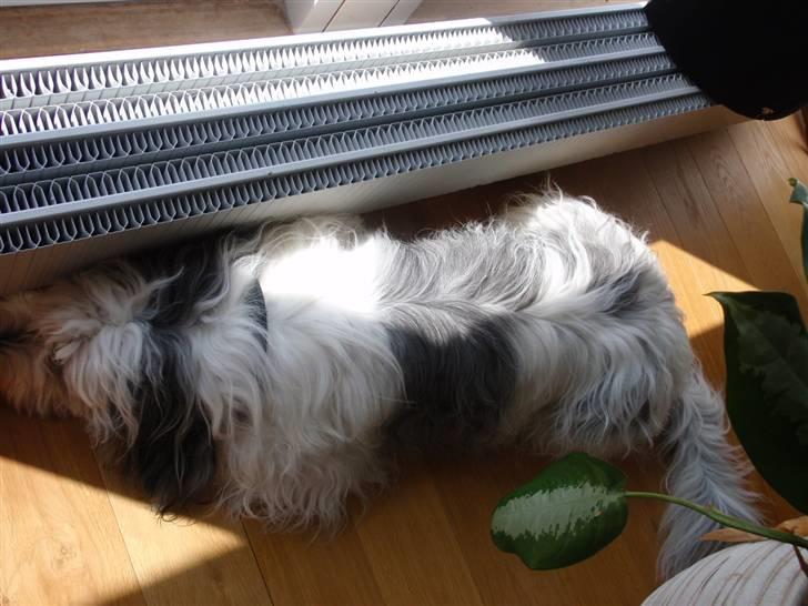 Polski owczarek nizinny Pjuske billede 7