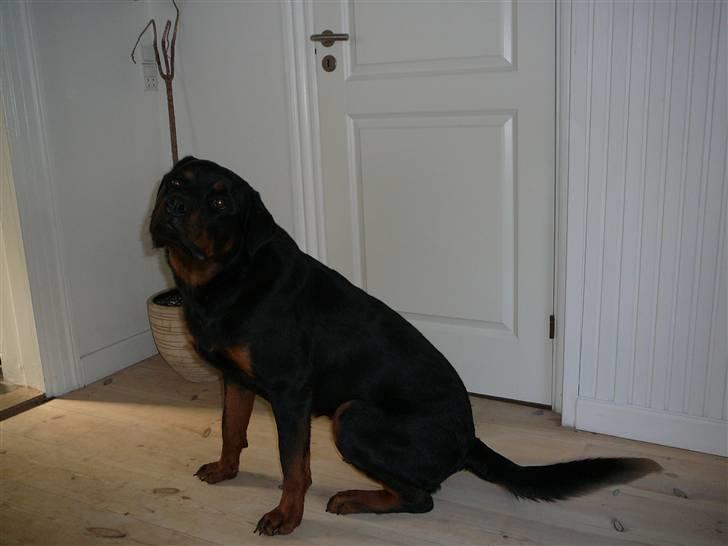 Rottweiler house of chaiyos basse    *RIP 2009* - Så er vi over 1 år-- er jeg ikke bare skøn billede 20