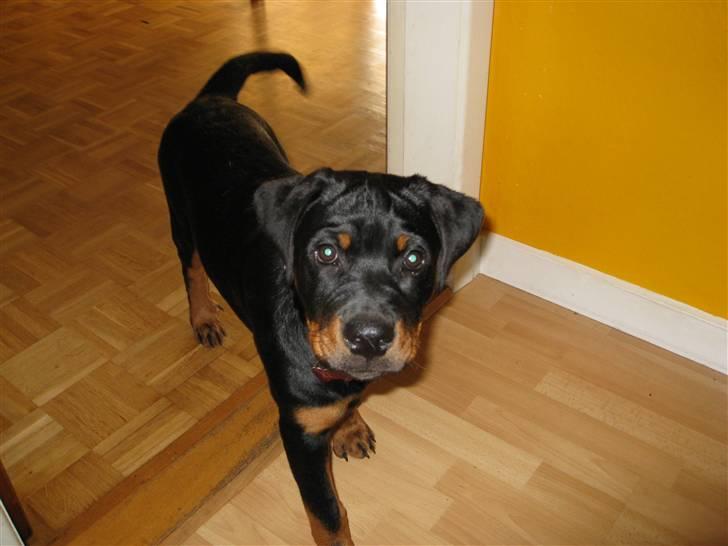 Rottweiler Kita - 4 måneder billede 14