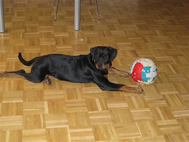 Rottweiler Kita billede 15