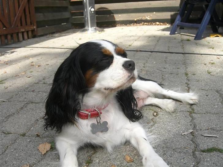 Cavalier king charles spaniel Freja ( RIP) billede 15