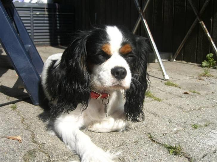 Cavalier king charles spaniel Freja ( RIP) billede 16