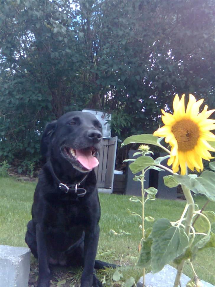 Labrador retriever Zenta - ahhhh den  her solsikke dufter godt....:-) billede 1