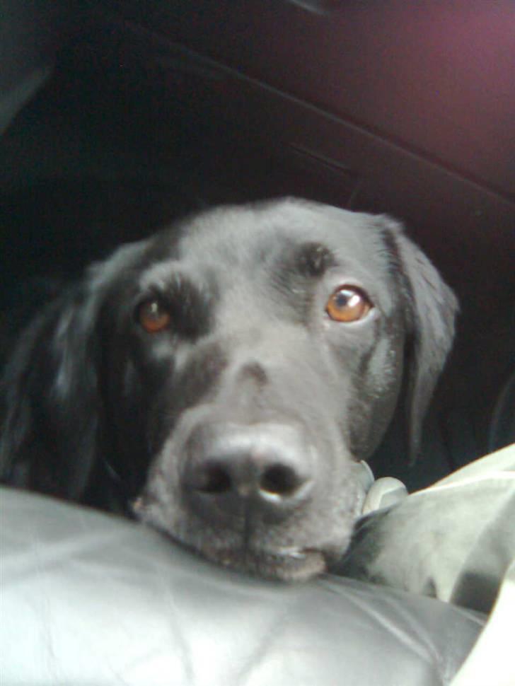 Labrador retriever Zenta - nu har vi kørt i 2 min. hvornår skal vi hjem billede 2