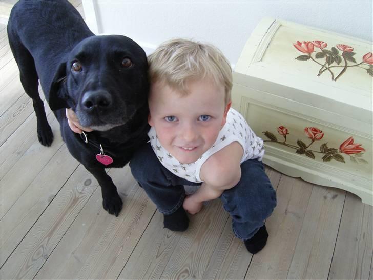 Labrador retriever Zenta - hej  billede 3