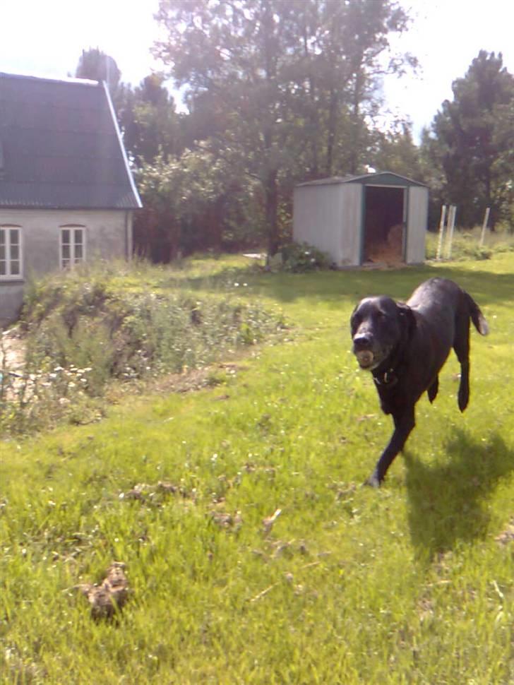 Labrador retriever Zenta - det er såå sjovt at lege ude i haven:0) billede 4