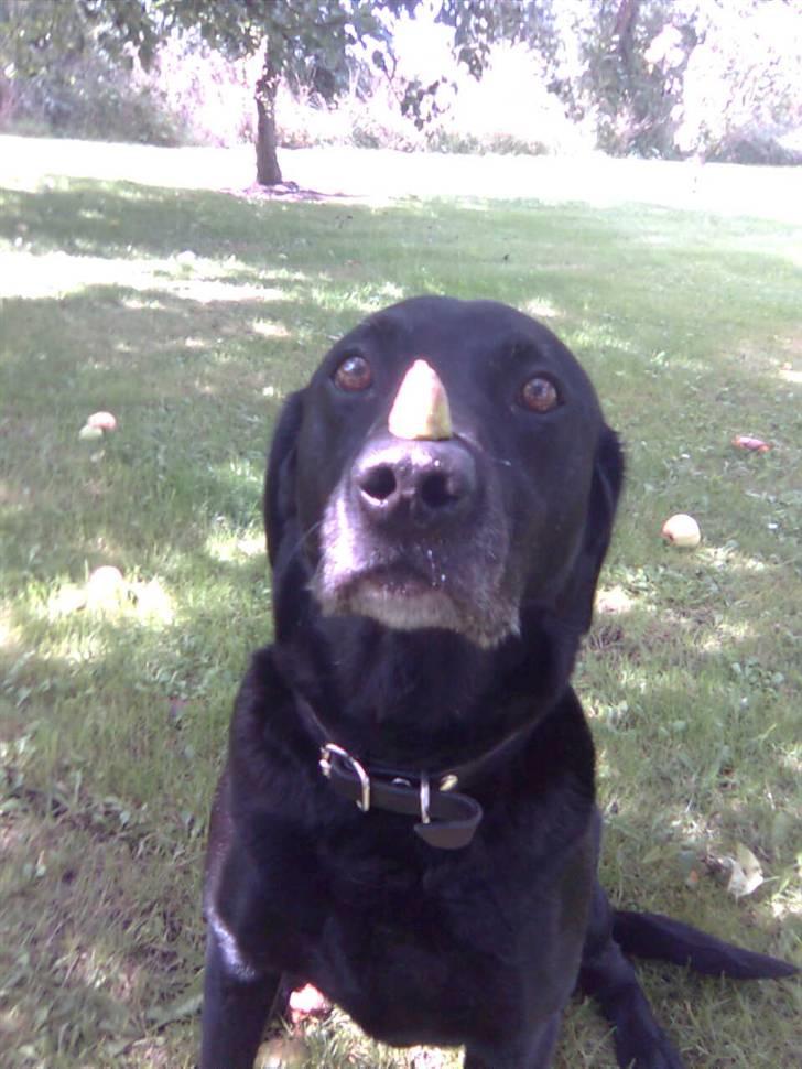 Labrador retriever Zenta - se jeg har en top af en pære på næsen billede 5