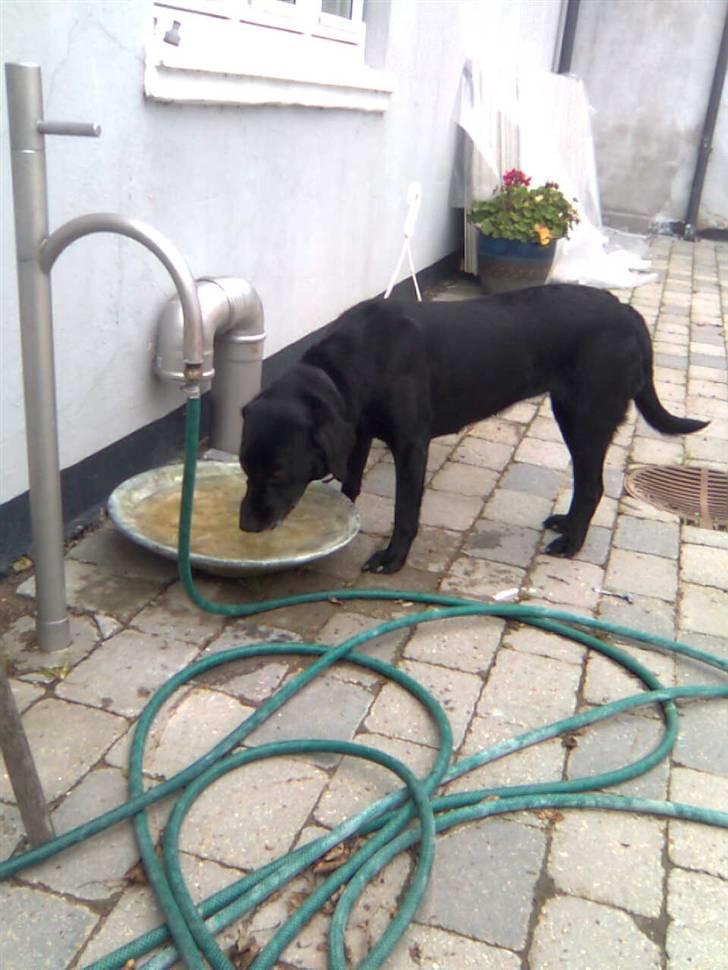 Labrador retriever Zenta - AHHHH jeg er bare blevet så tørstig efter at have leget så meget...:-) <333 billede 6