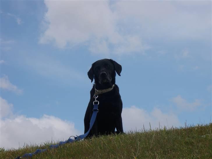 Labrador retriever Zenta - hej igen...:o) billede 7